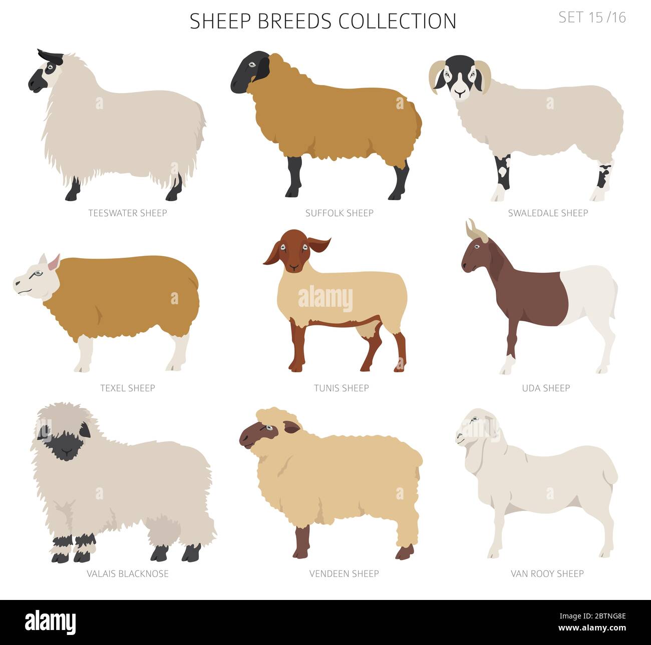 Sheep breeds collection 15. Farm animals set. Flat design. Vector illustration Stock Vector Image & Art - Alamy Sheep breeds collection 15. Farm animals set. Flat design. Vector illustration Stock Vector Image & Art - Alamy
