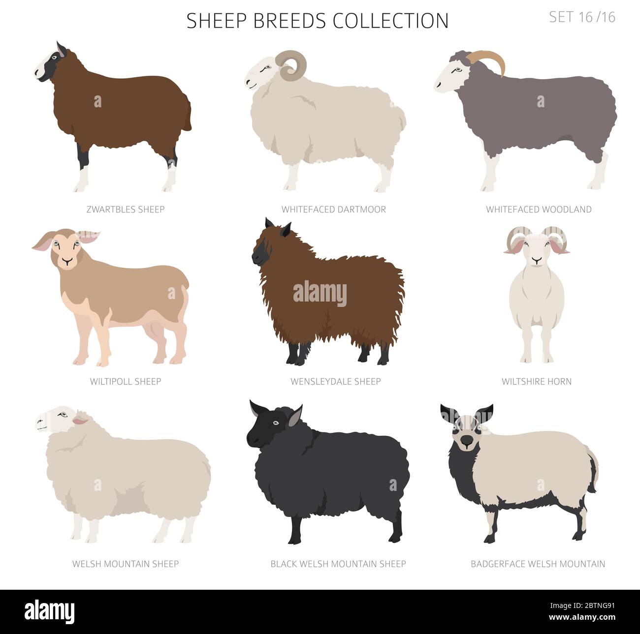 Sheep breeds collection16. Farm animals set. Flat design. Vector illustration Stock Vector