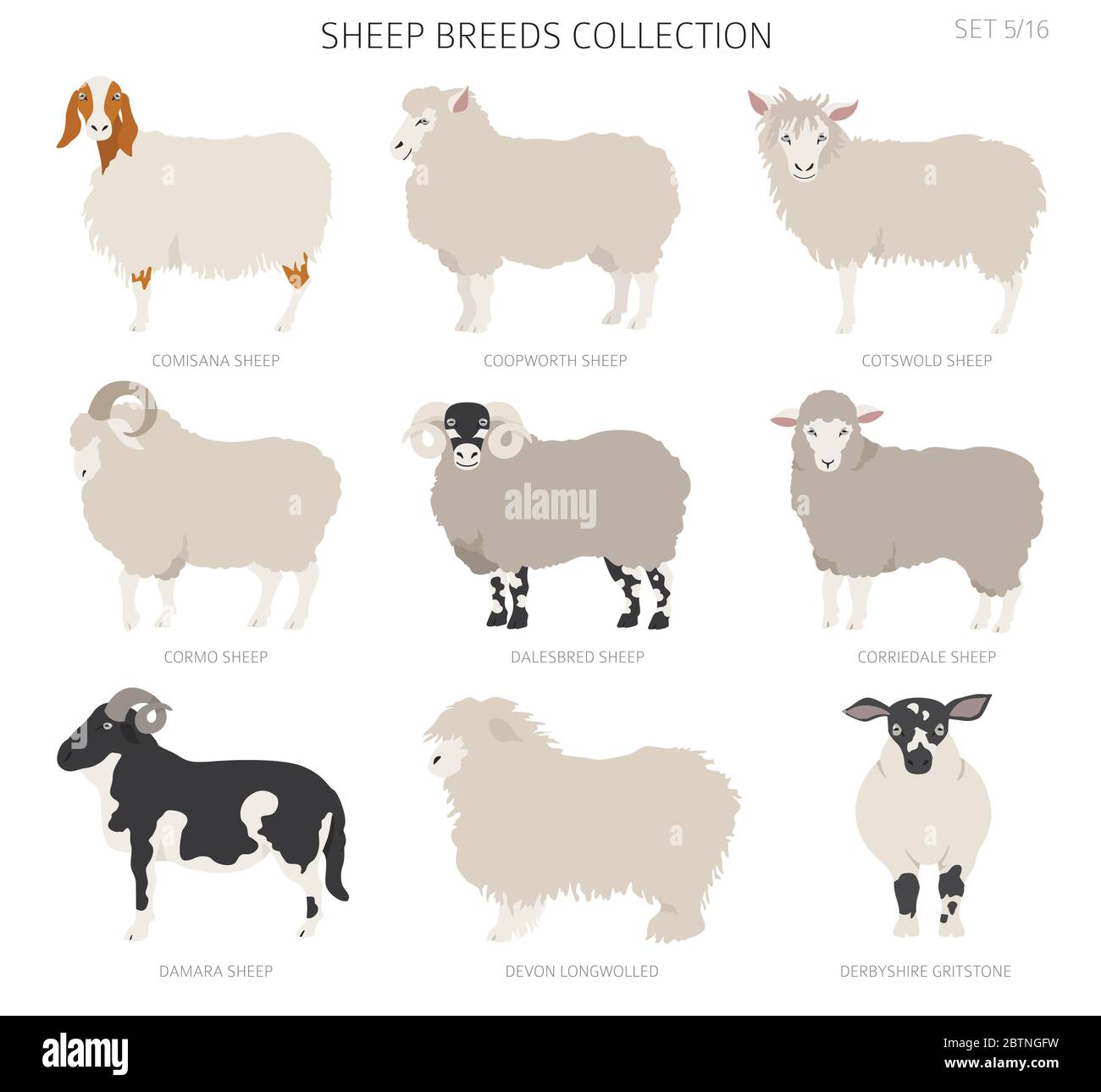 Sheep breeds collection 5. Farm animals set. Flat design. Vector illustration Stock Vector