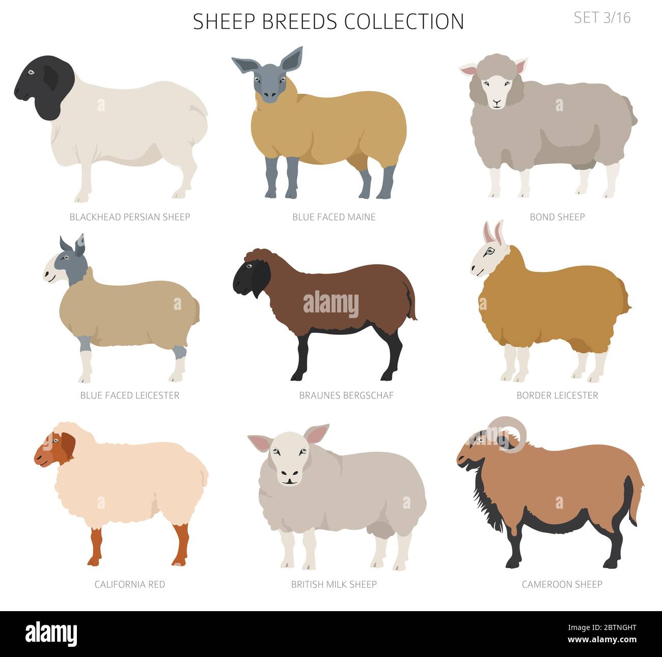 Sheep breeds collection 4. Farm animals set. Flat design. Vector illustration Stock Vector