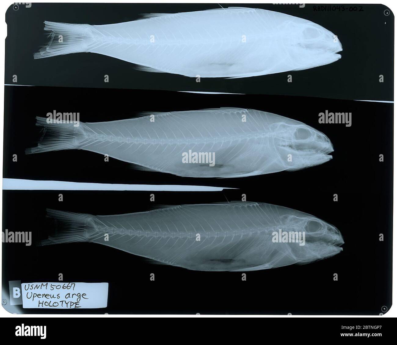 Upeneus arge. Radiograph is of a holotype; The Smithsonian NMNH Division of Fishes uses the convention of maintaining the original species name for type specimens designated at the time of description. The currently accepted name for this species is Upeneus taeniopterus.26 Oct 20182 Stock Photo