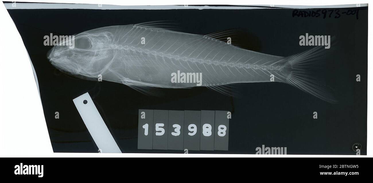 Upeneus oligospilus. Radiograph is of a holotype; The Smithsonian NMNH Division of Fishes uses the convention of maintaining the original species name for type specimens designated at the time of description. The currently accepted name for this species is Upeneus tragula.26 Oct 20182 Stock Photo