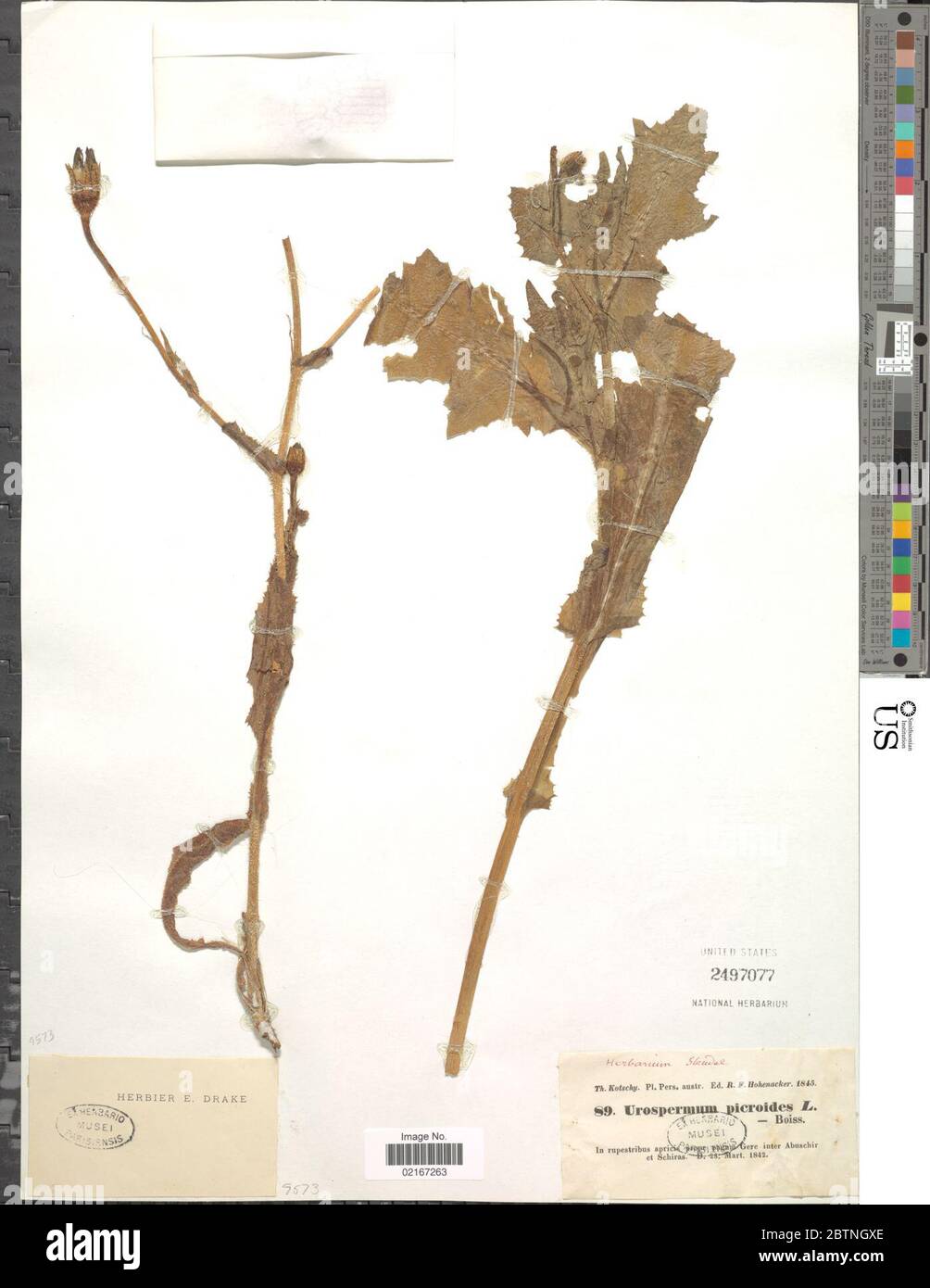Urospermum picroides L FW Schmidt. Stock Photo