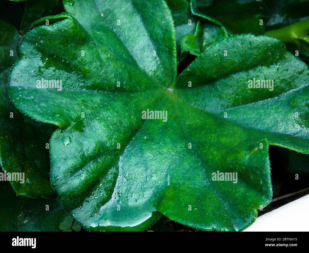 Green Leaf Closeup Background Clove Stock Photo