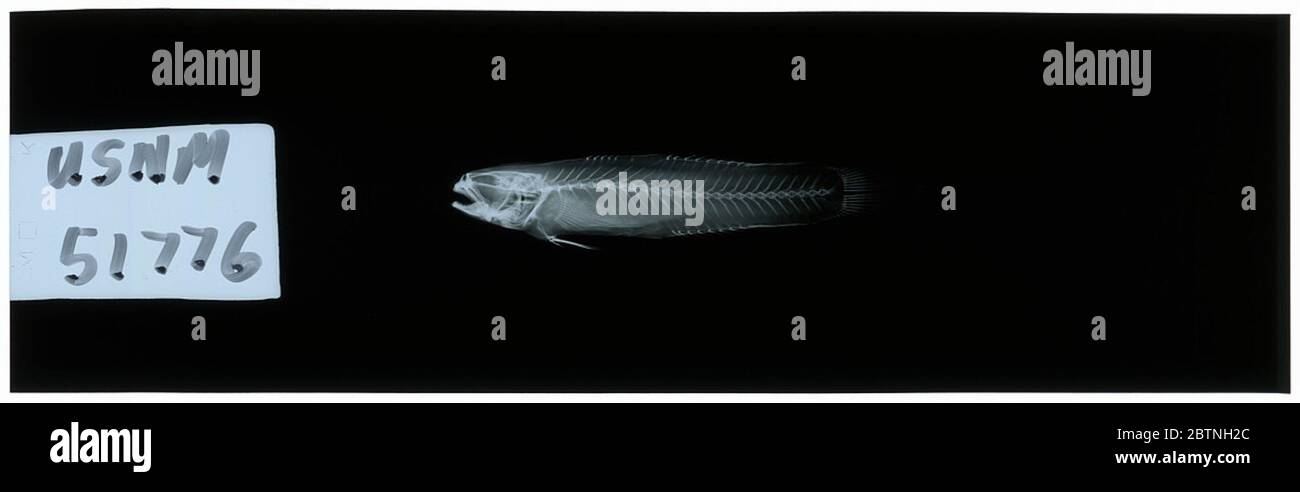 Vaimosa fontinalis Jordan Seale. Radiograph is of a holotype; The Smithsonian NMNH Division of Fishes uses the convention of maintaining the original species name for type specimens designated at the time of description. Stock Photo