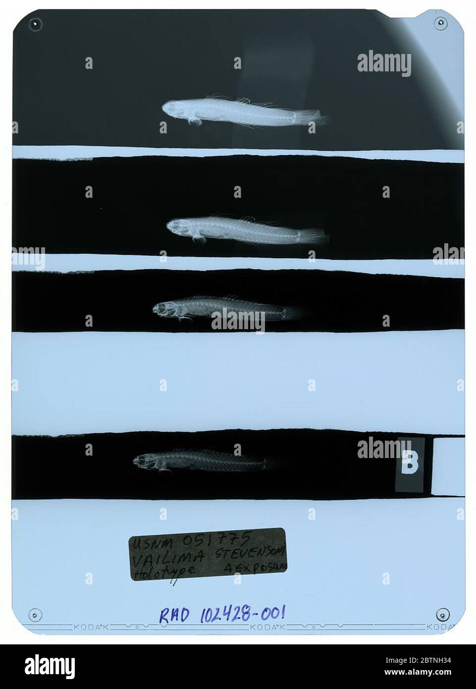 Vailima stevensoni Jordan Seale. Radiograph is of a holotype; The Smithsonian NMNH Division of Fishes uses the convention of maintaining the original species name for type specimens designated at the time of description. The currently accepted name for this species is Stiphodon elegans.24 Oct 20181 Stock Photo