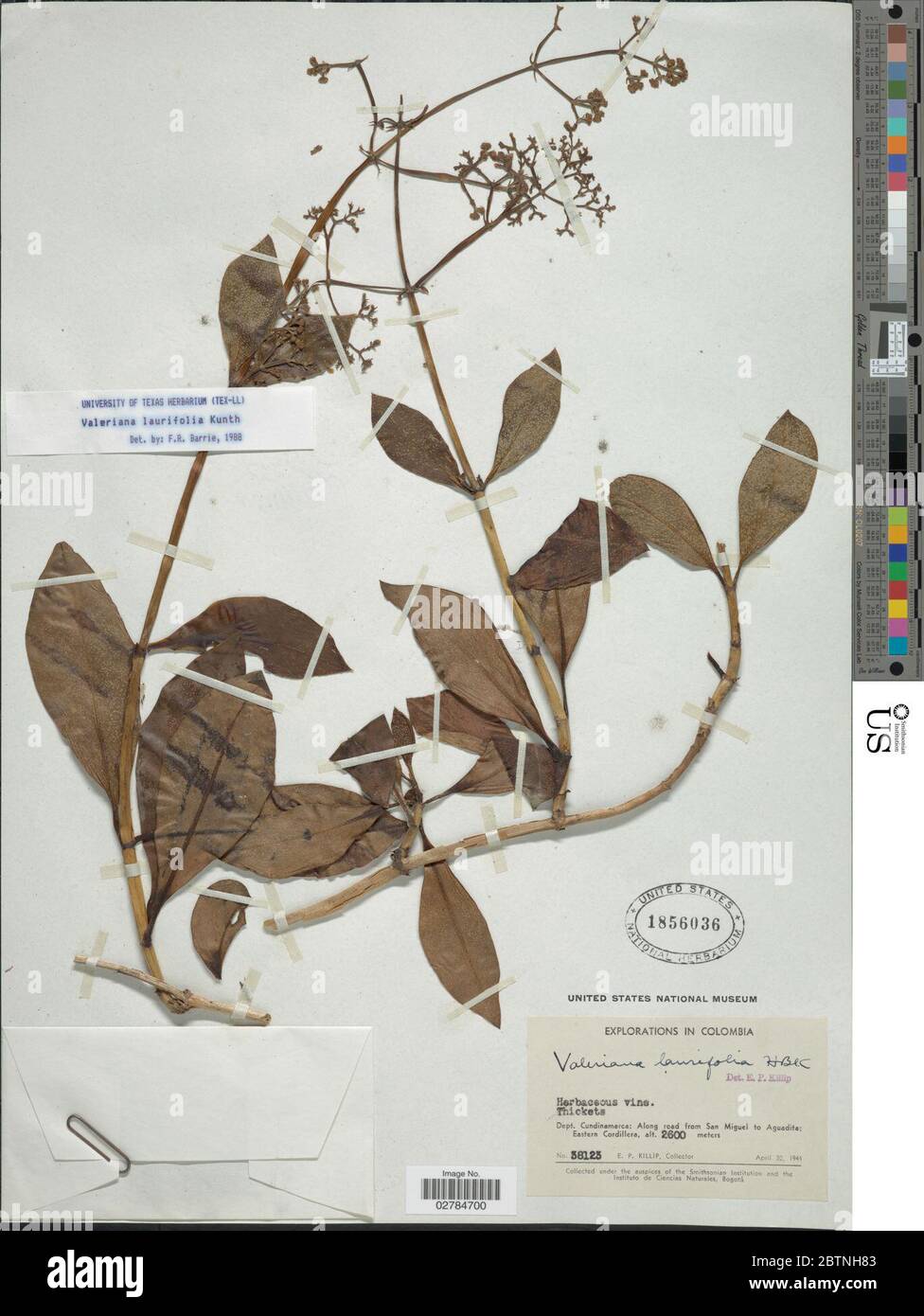 Valeriana laurifolia Kunth. Stock Photo