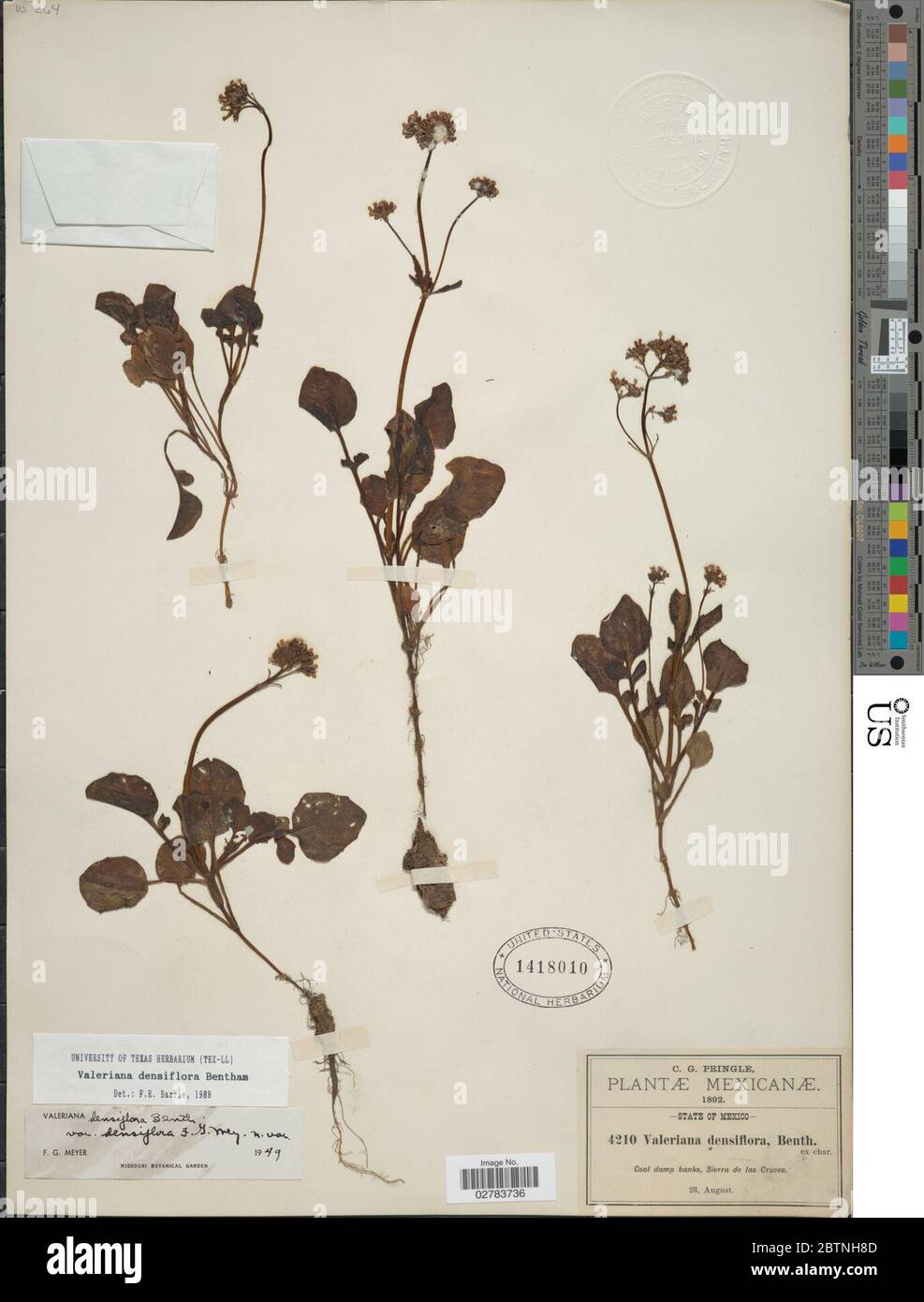 Valeriana densiflora Benth. Stock Photo