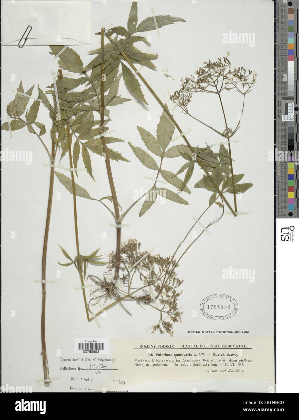 Valeriana sambucifolia JC Mikan. Stock Photo