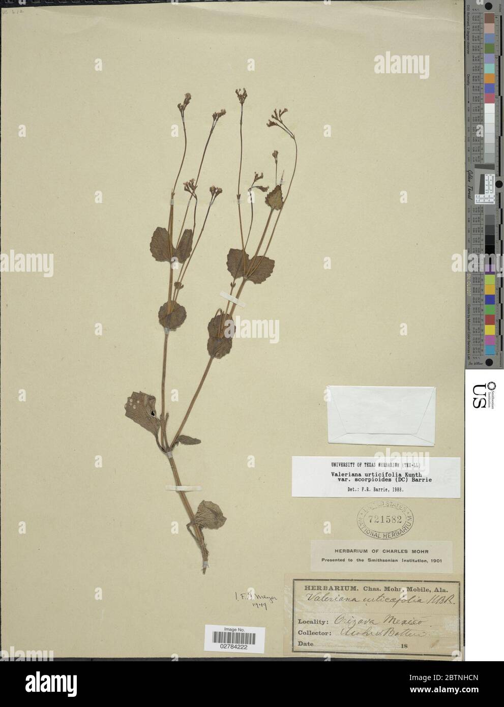 Valeriana urticifolia var scorpioides DC Barrie. Stock Photo