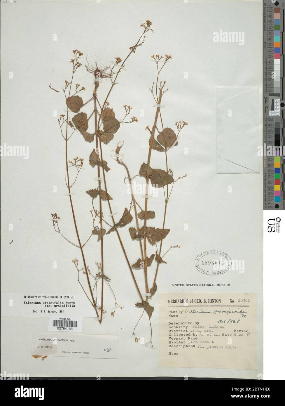 Valeriana urticifolia var urticifolia. Stock Photo