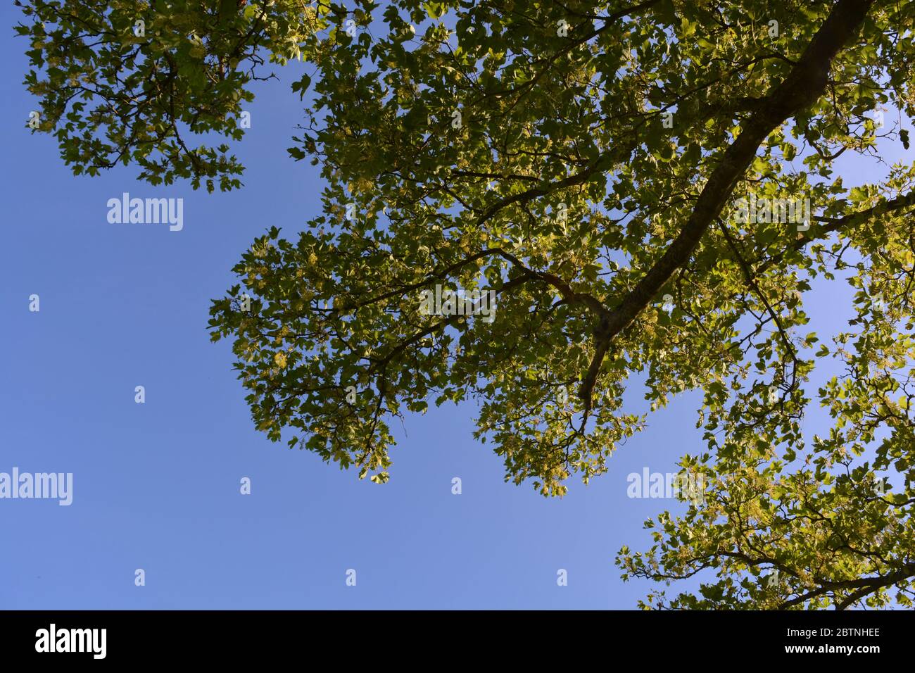 Sycamore tree, also known as Acer pseudoplatanus, low angle view to