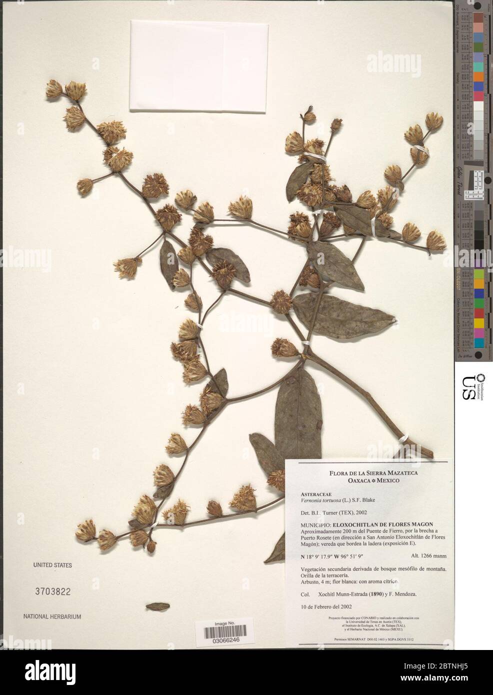 Vernonia tortuosa L SF Blake. Stock Photo