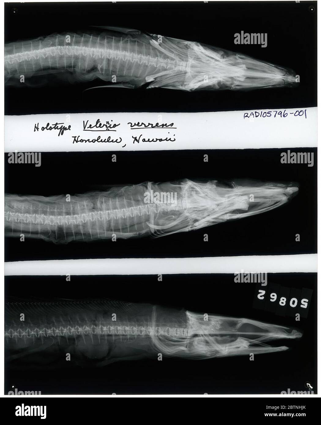 Veternio verrens Snyder. Radiograph is of a type; The Smithsonian NMNH Division of Fishes uses the convention of maintaining the original species name for type specimens designated at the time of description. Stock Photo