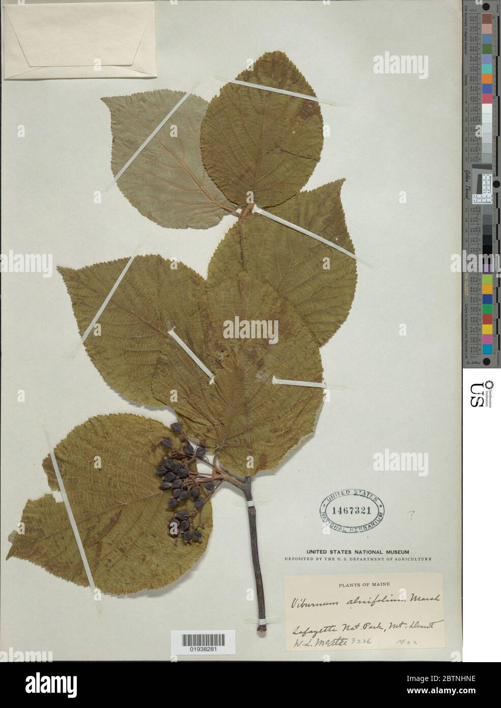 Viburnum alnifolium Marshall. 24 May 20181 Stock Photo Alamy