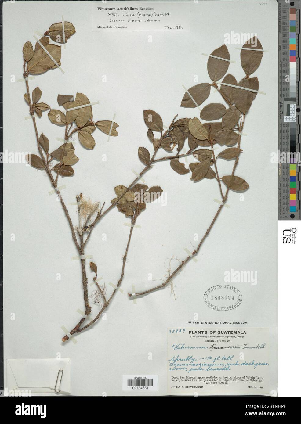 Viburnum acutifolium subsp lautum. 16 Mar 20181 Stock Photo