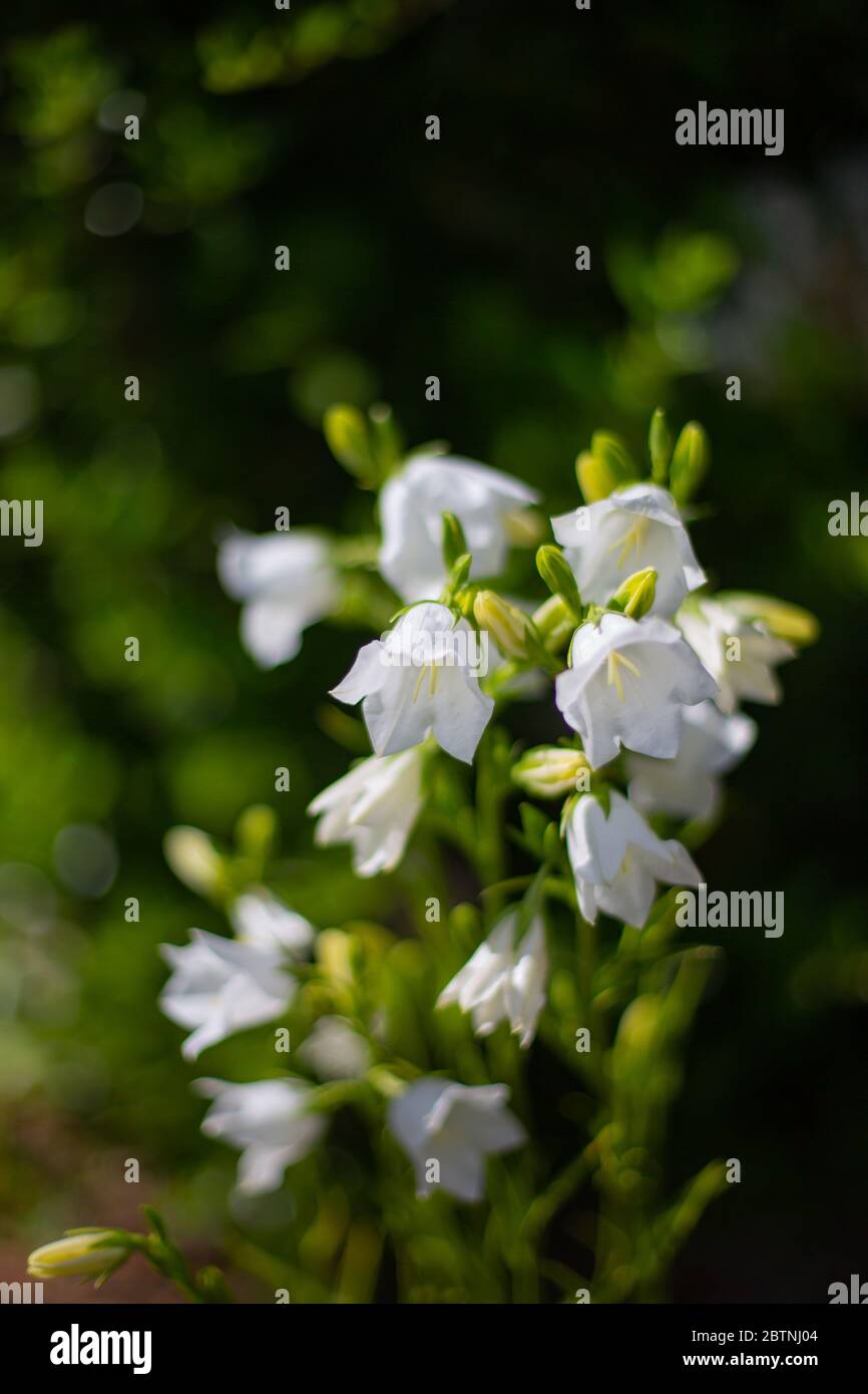 Details of blooming white peach-leaved bellflowers (campanula) Stock Photo