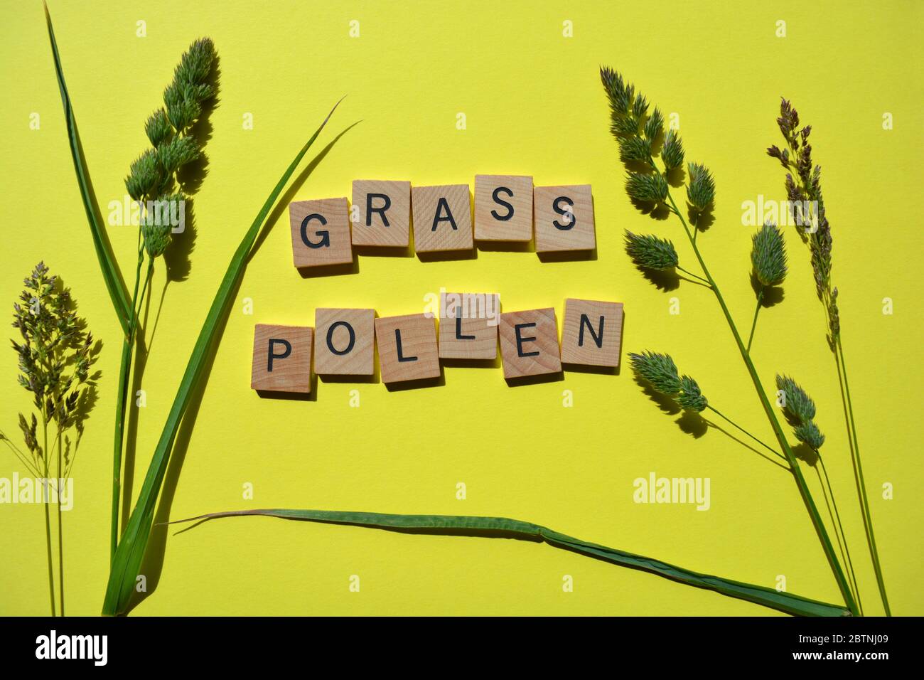 Hay Fever, words in wooden alphabet letters with fresh green grasses