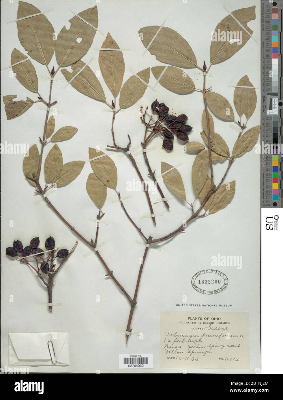 Viburnum prunifolium L. 17 Mar 20181 Stock Photo Alamy