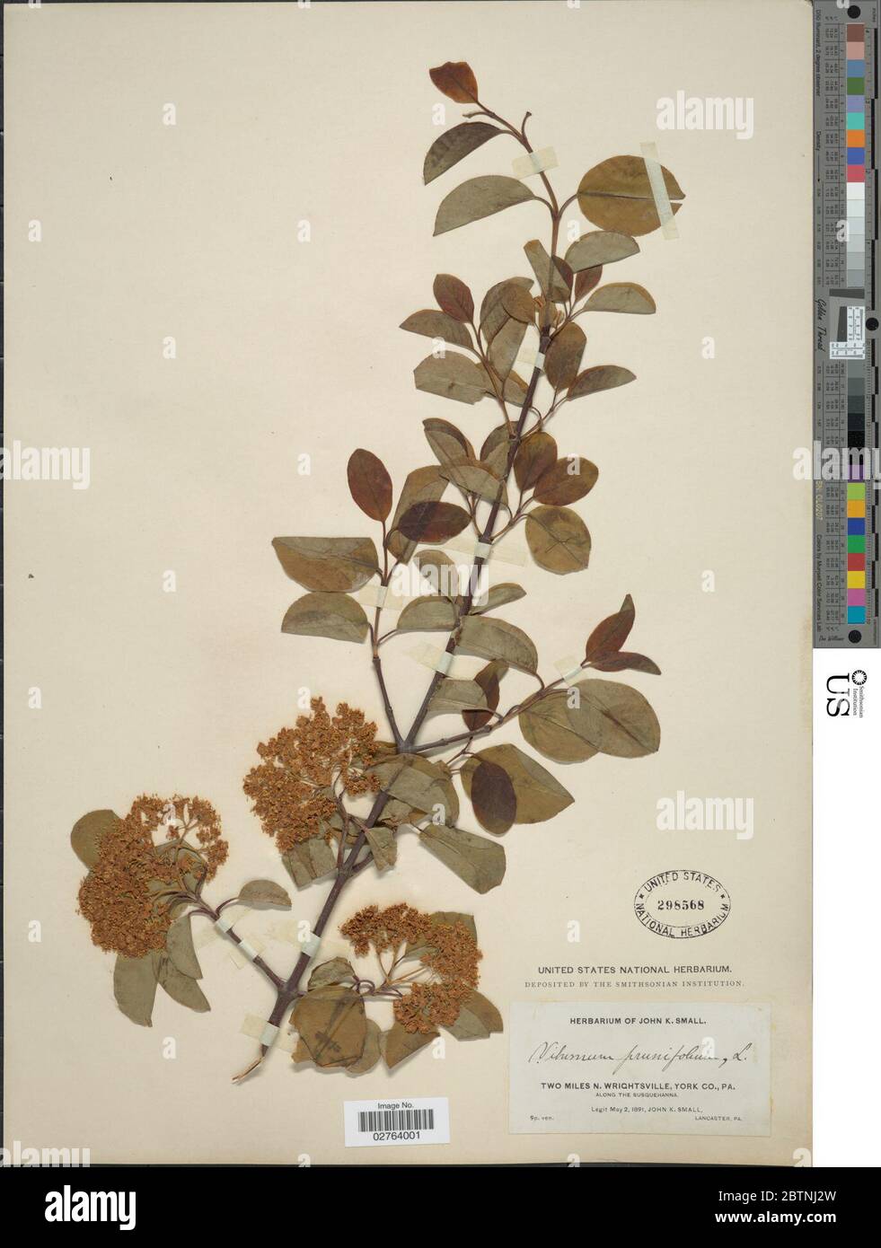 Viburnum prunifolium L. 17 Mar 20181 Stock Photo Alamy