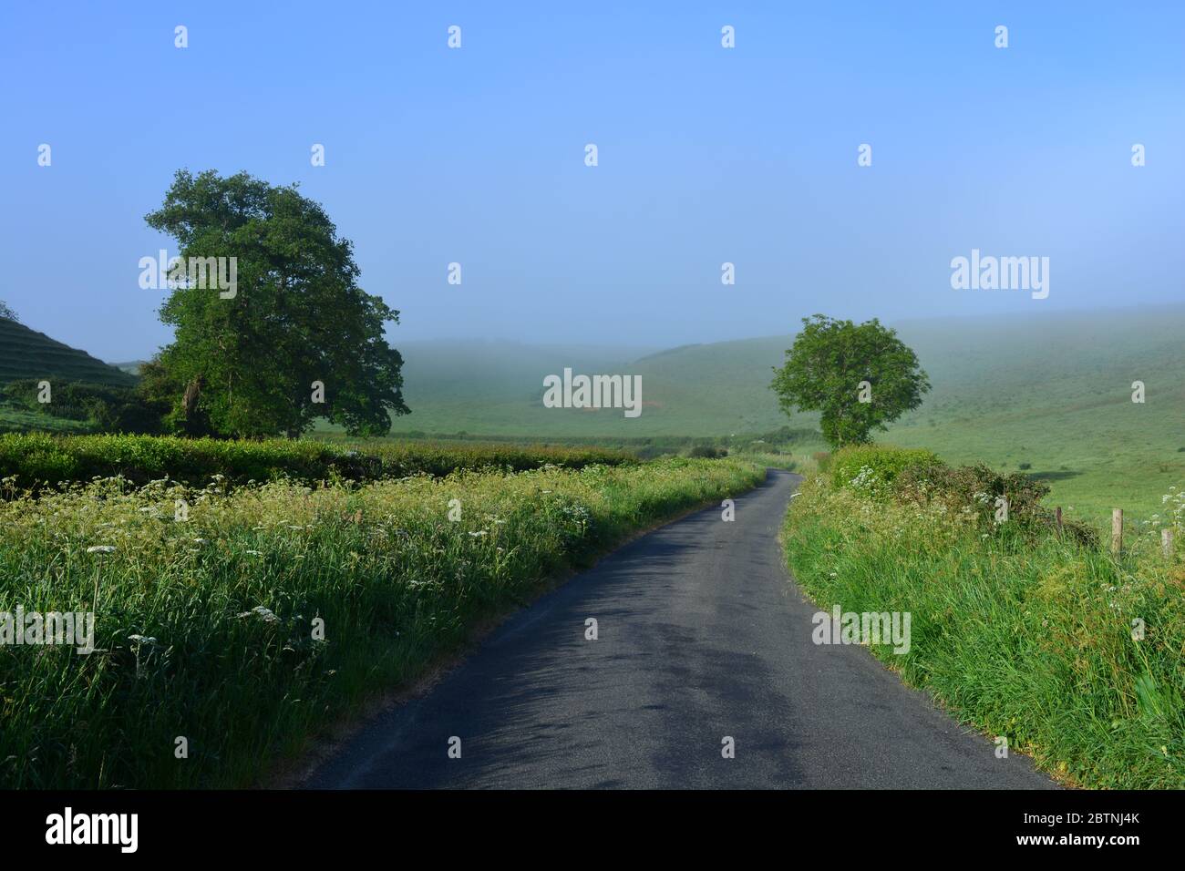 Country lane on a misty morning, Dorset UK Stock Photo