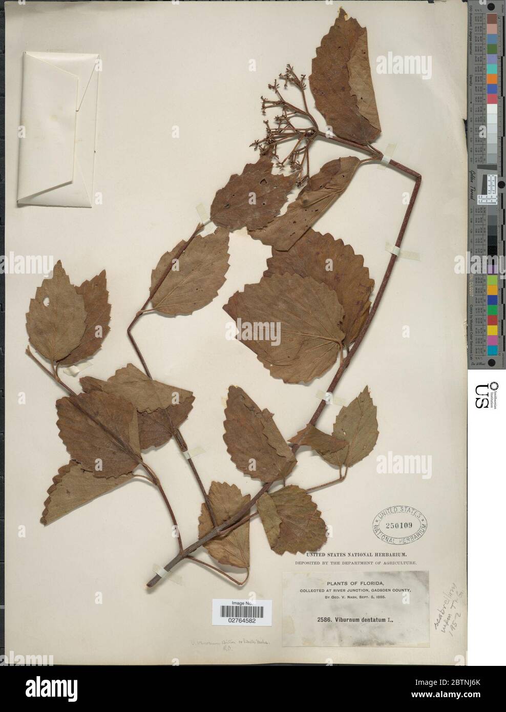 Viburnum semitomentosum Michx Rehder. 16 Mar 20181 Stock Photo