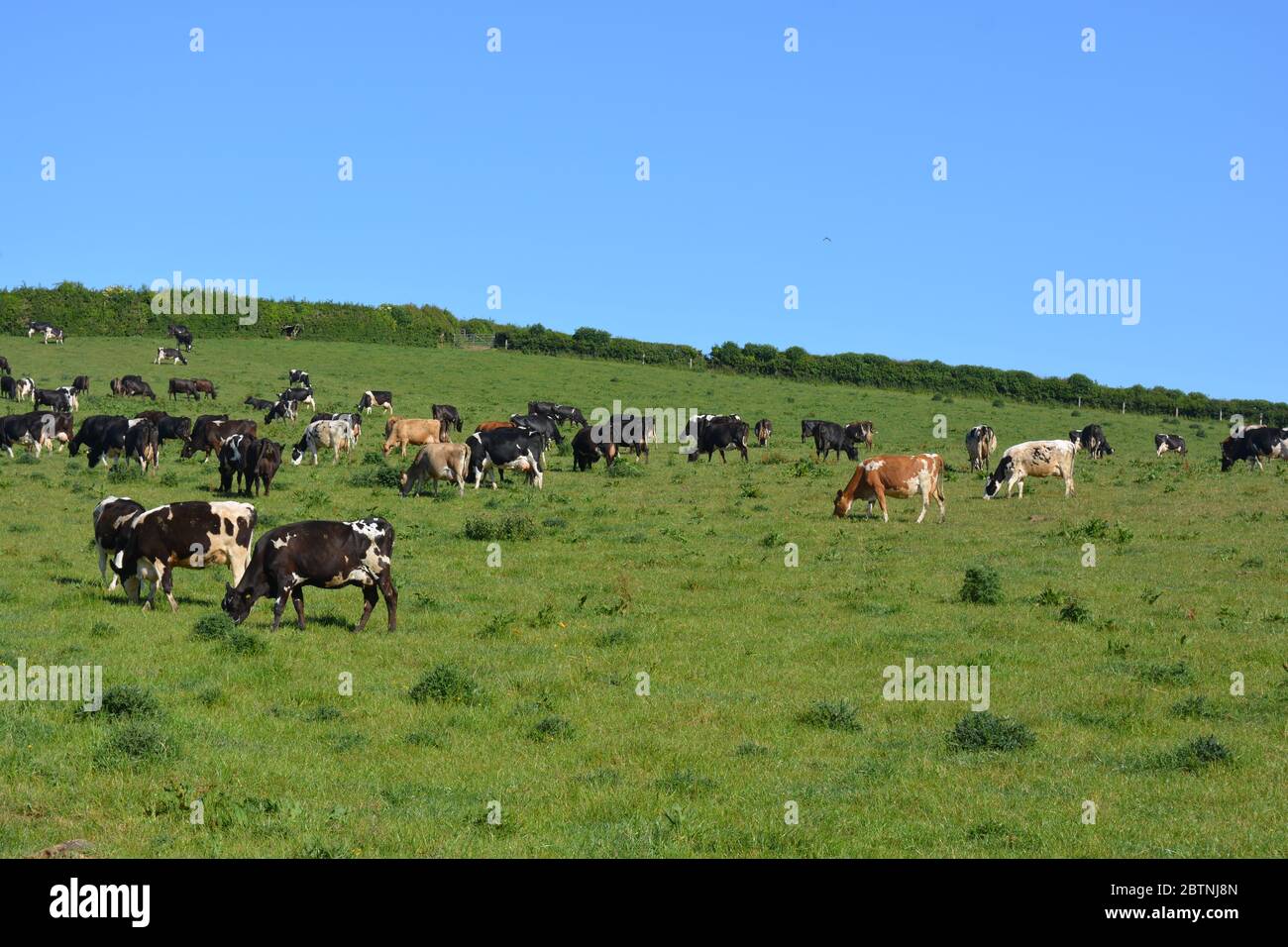 Herd of dairy cattle grazing on a Dorset hillside Stock Photo - Alamy