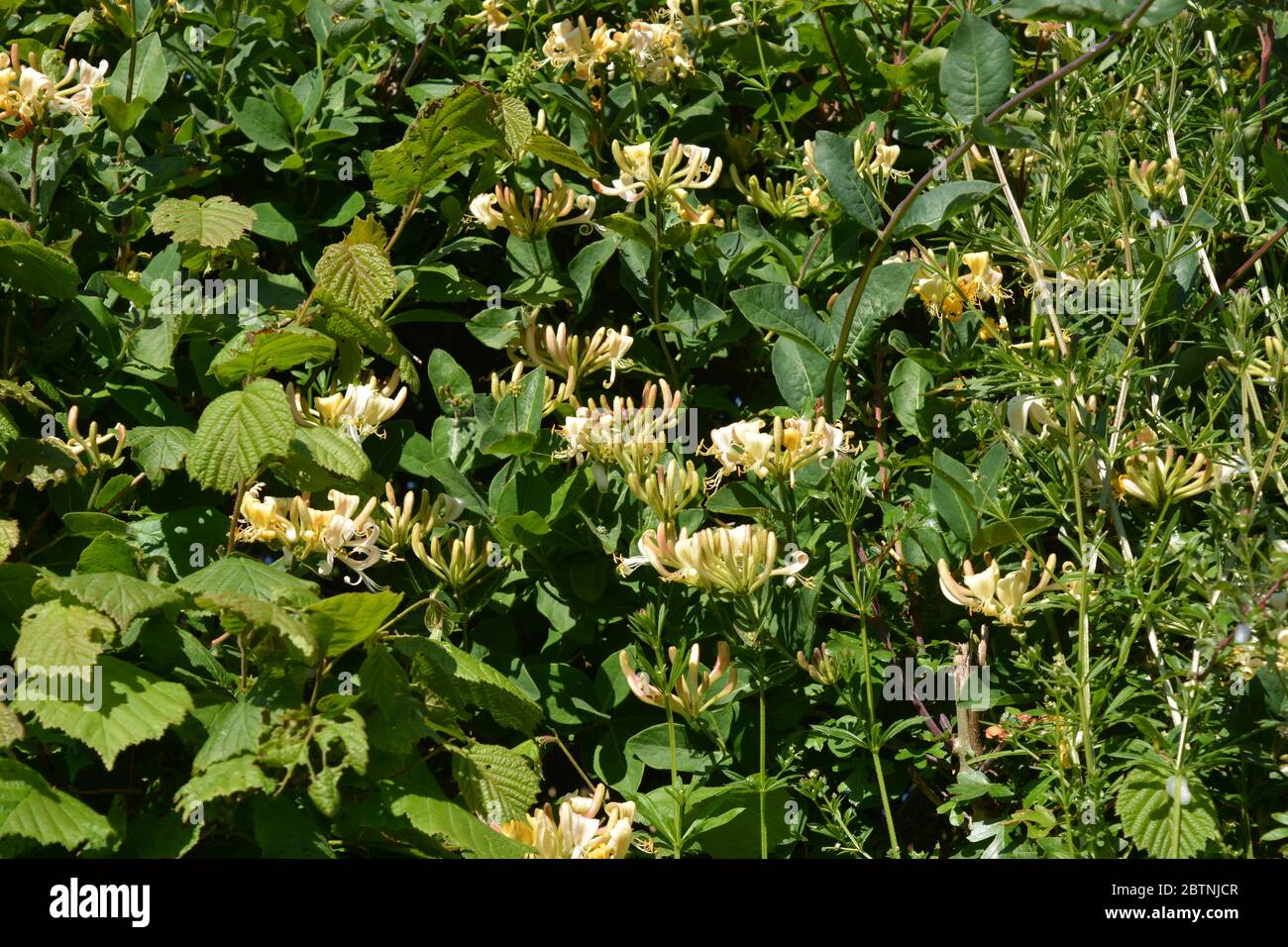 Hedgerow with Sticky Willy and Wild Honeysuckle in  flower, also known as Lonicera periclymenum Stock Photo