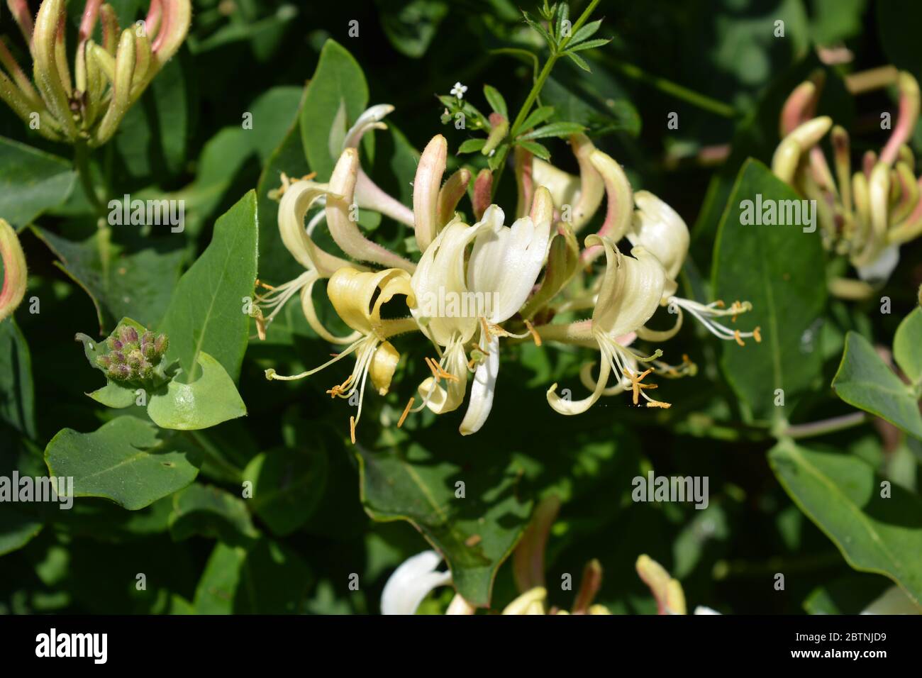 Wild honeysuckle flower, also known as Lonicera periclymenum, close up Stock Photo
