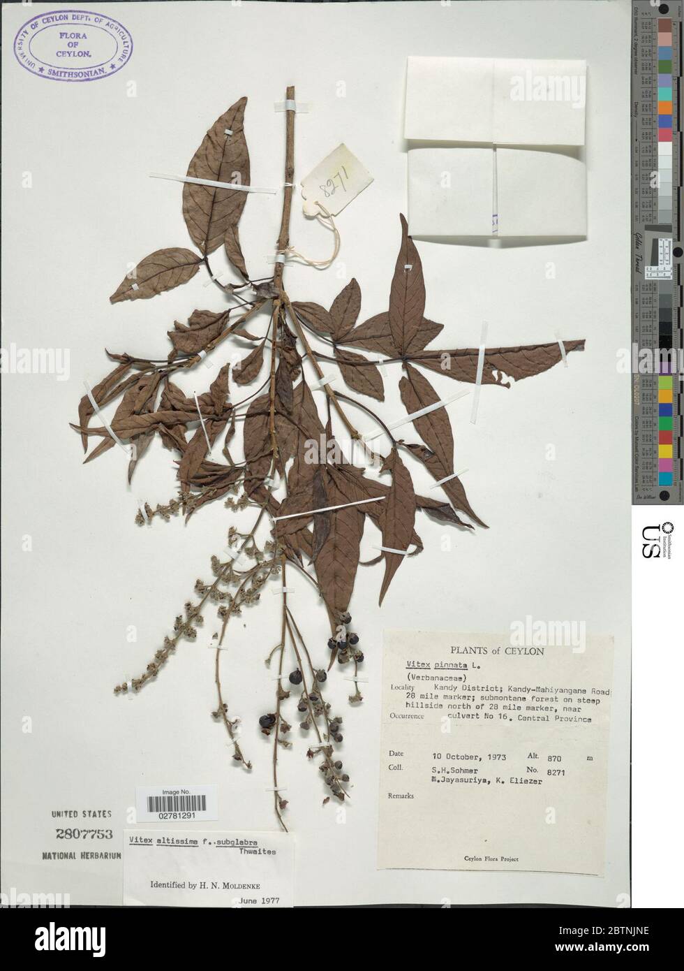 Vitex altissima f subglabra. Stock Photo