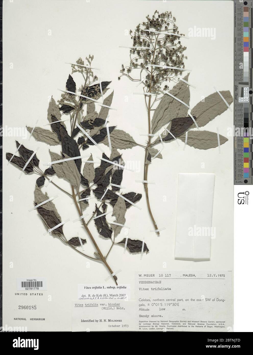 Vitex trifolia subsp trifolia L. Stock Photo