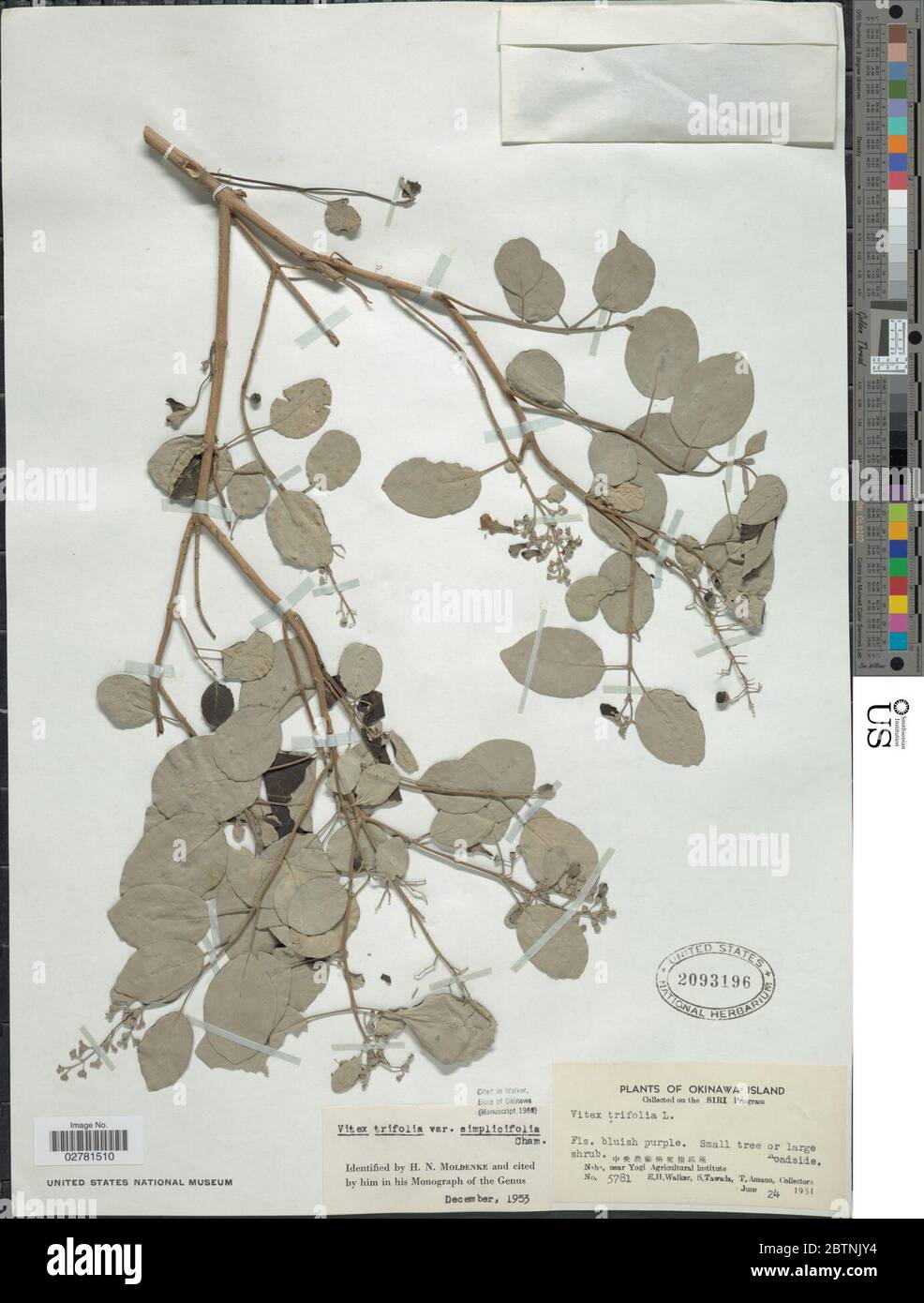 Vitex trifoliata var simplicifolia Cham. Stock Photo