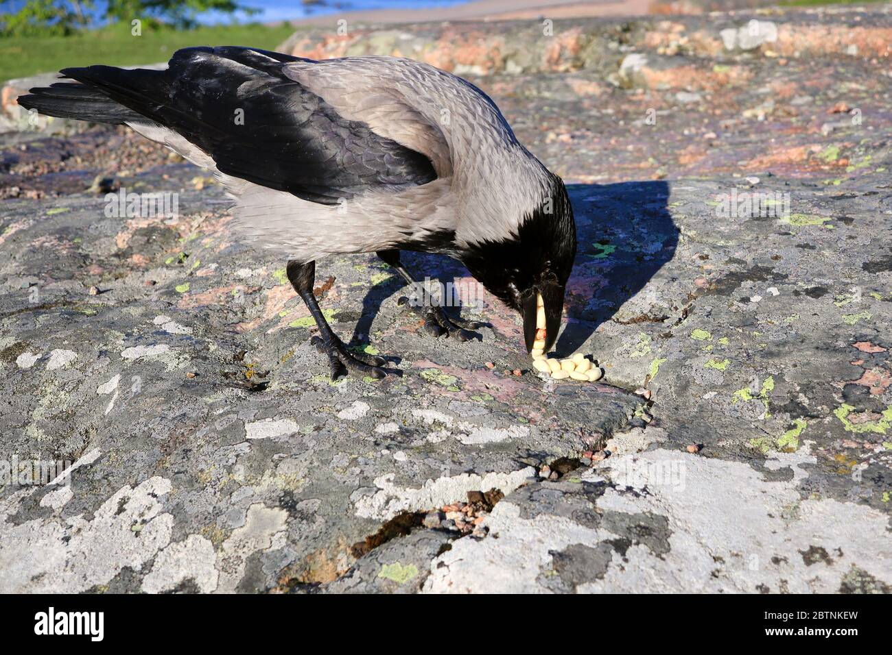 Hooded Crow, Corvus cornix, loves eating peanuts. Crows are intelligent birds known also to cache their food for short term or long term. Stock Photo