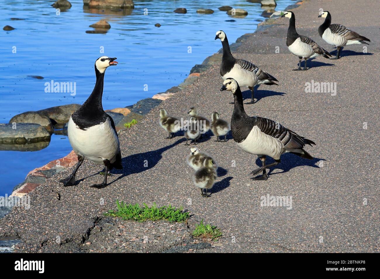 Adult Barnacle geese, Branta leucopsis, leading young fuzzy goslings along path to jump into the sea in early summer. Helsinki, Finland. Stock Photo