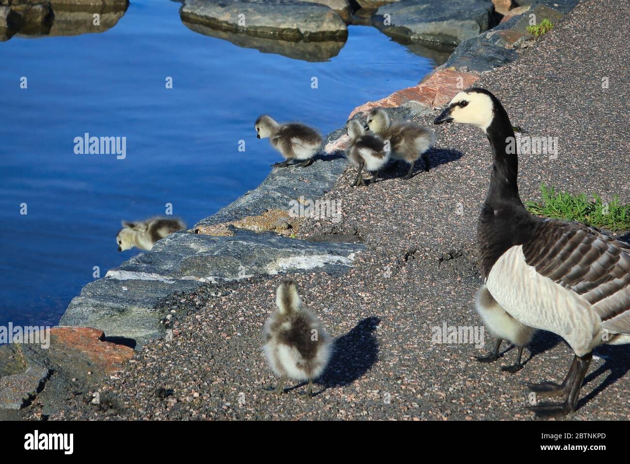 Adult Barnacle goose, Branta leucopsis, guiding  young fuzzy goslings to jump into the water. Helsinki, Finland. Stock Photo