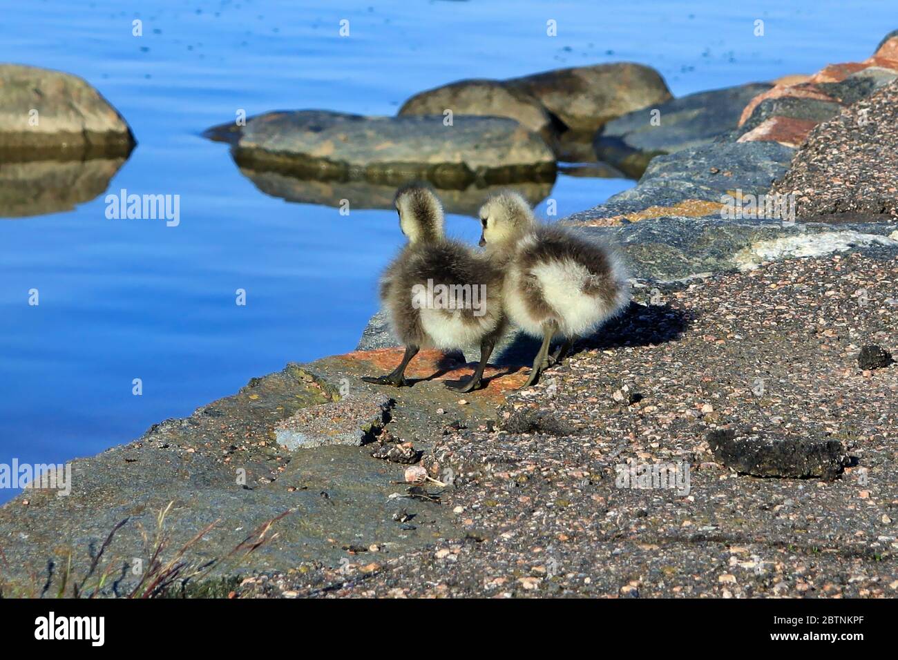 Two tiny fuzzy Barnacle geese goslings, Branta leucopsis, hesitate taking the plunge and jumping into the sea. Helsinki, Finland. Stock Photo