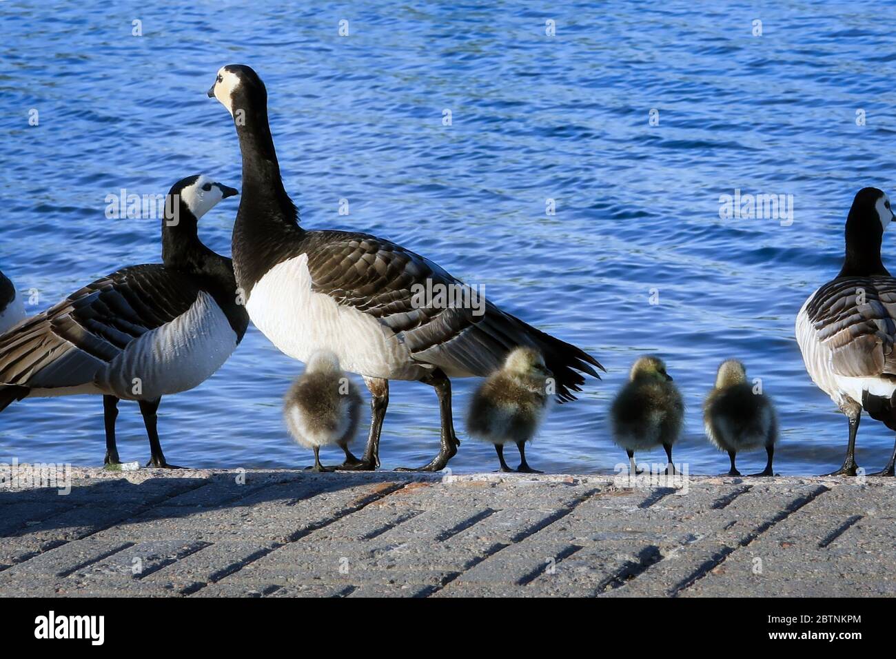 Family of Barnacle geese, Branta leucopsis, with four young fuzzy goslings standing by the seashore before jumping in the water. Helsinki, Finland. Stock Photo