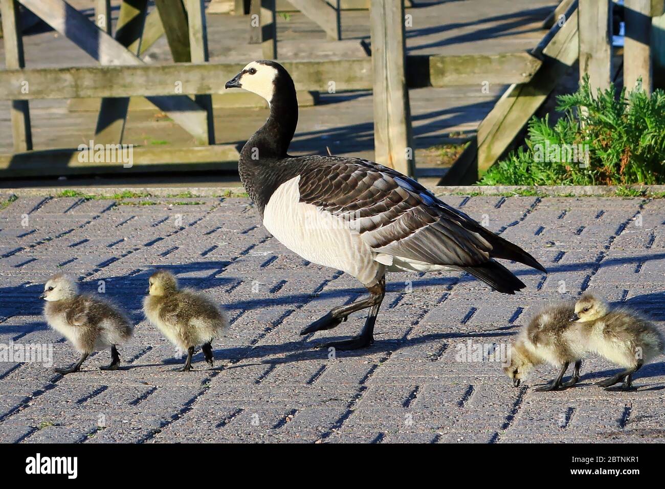 Adult Barnacle goose, Branta leucopsis leading young fuzzy goslings along pavement by the seashore. Helsinki, Finland. Stock Photo
