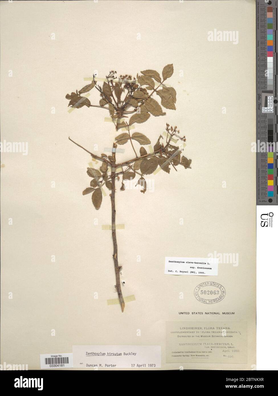 Zanthoxylum clavaherculis subsp fruticosum A Gray Reynel. 12 Jul 20191 Stock Photo