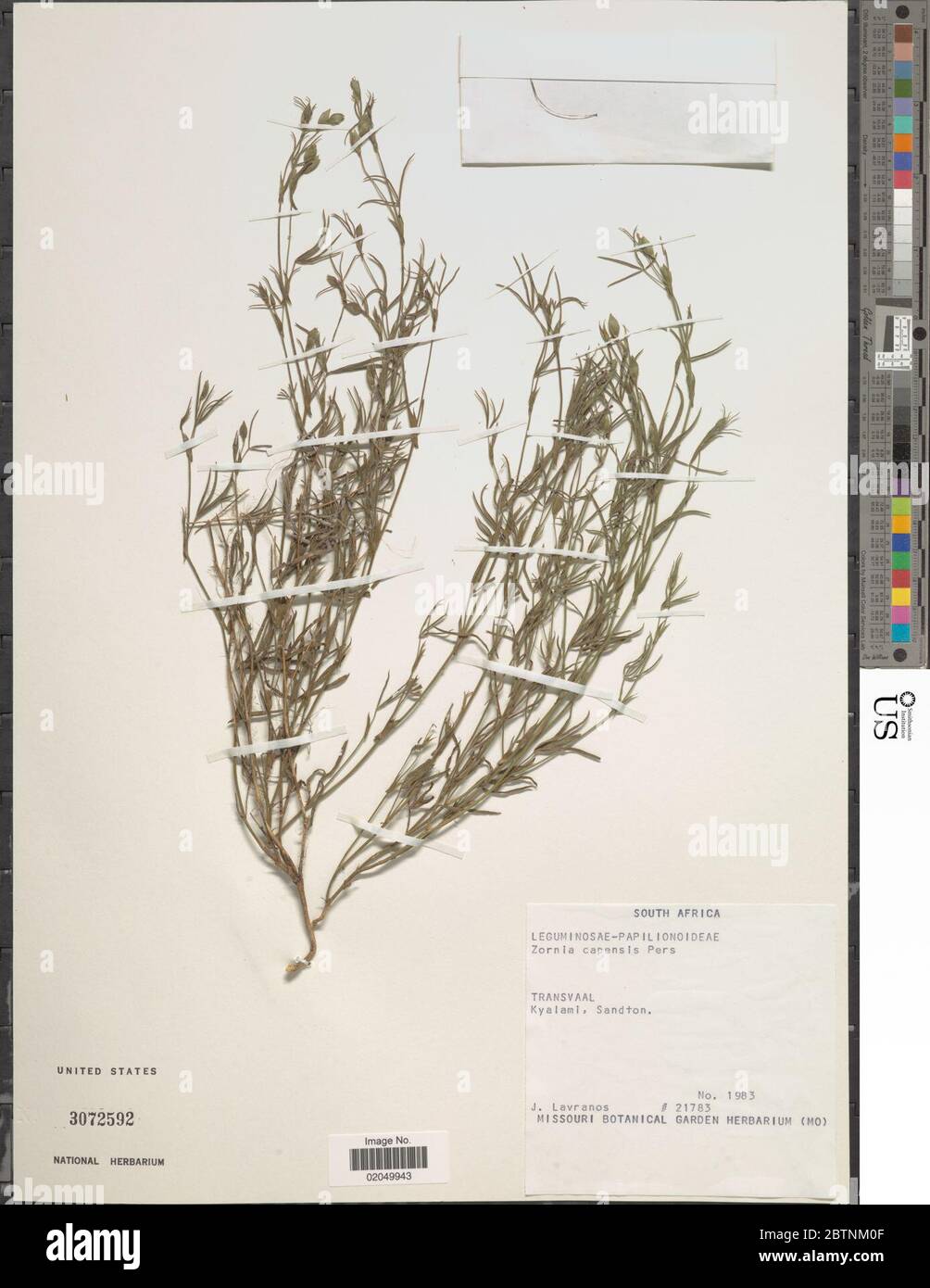 Zornia capensis Pers. 11 Jan 20181 Stock Photo