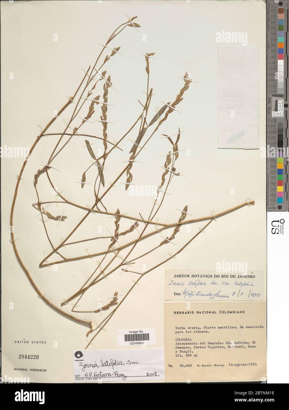 Zornia latifolia Sm. 29 Dec 20171 Stock Photo