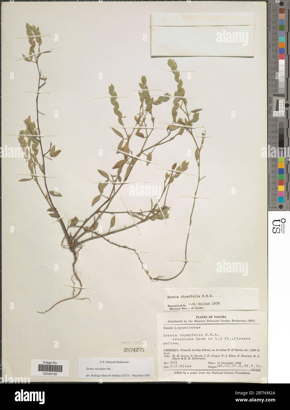 Zornia reticulata Sm. 30 Dec 20171 Stock Photo