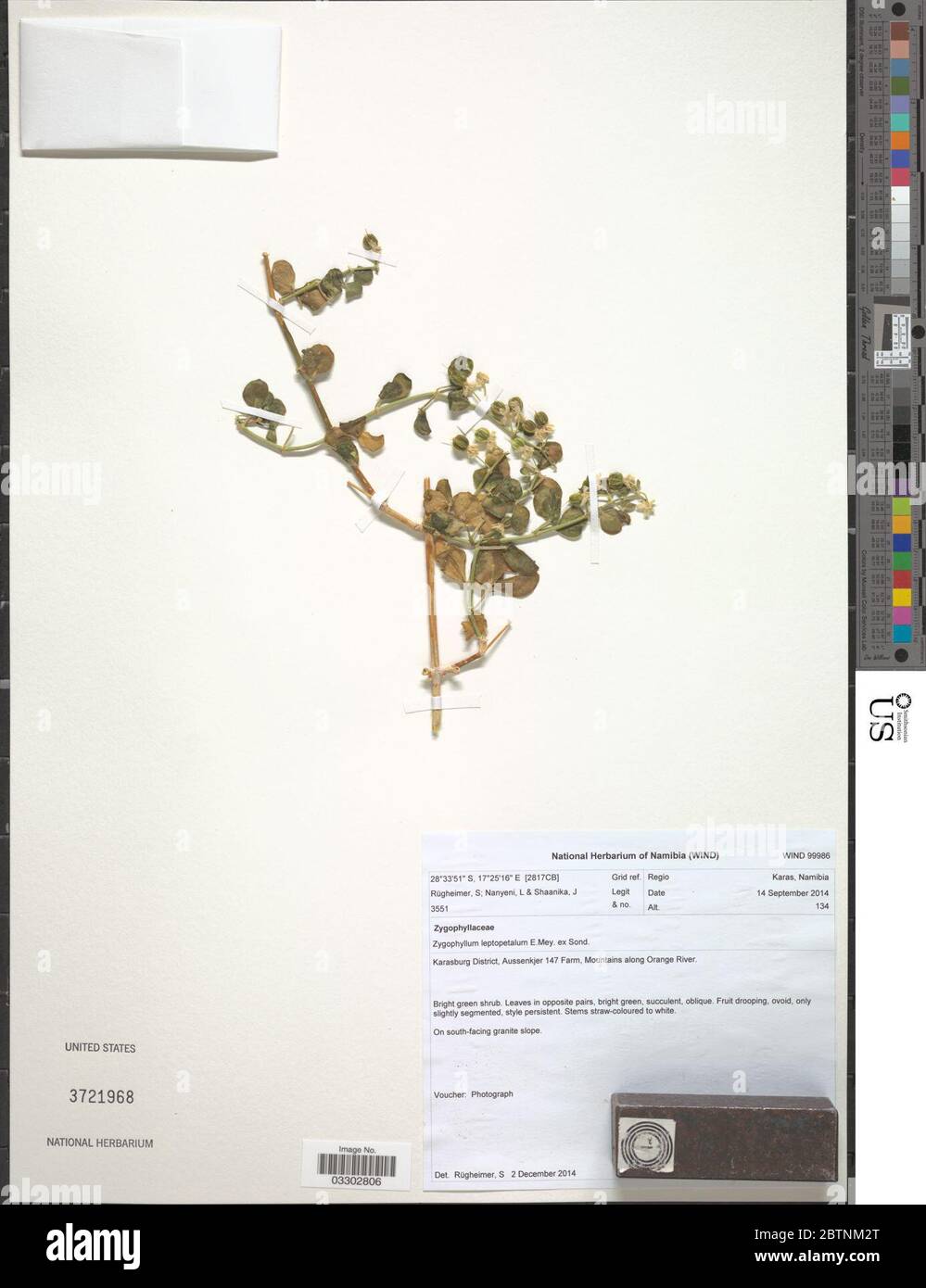Zygophyllum leptopetalum E Mey ex Sonder. 12 Jul 20191 Stock Photo