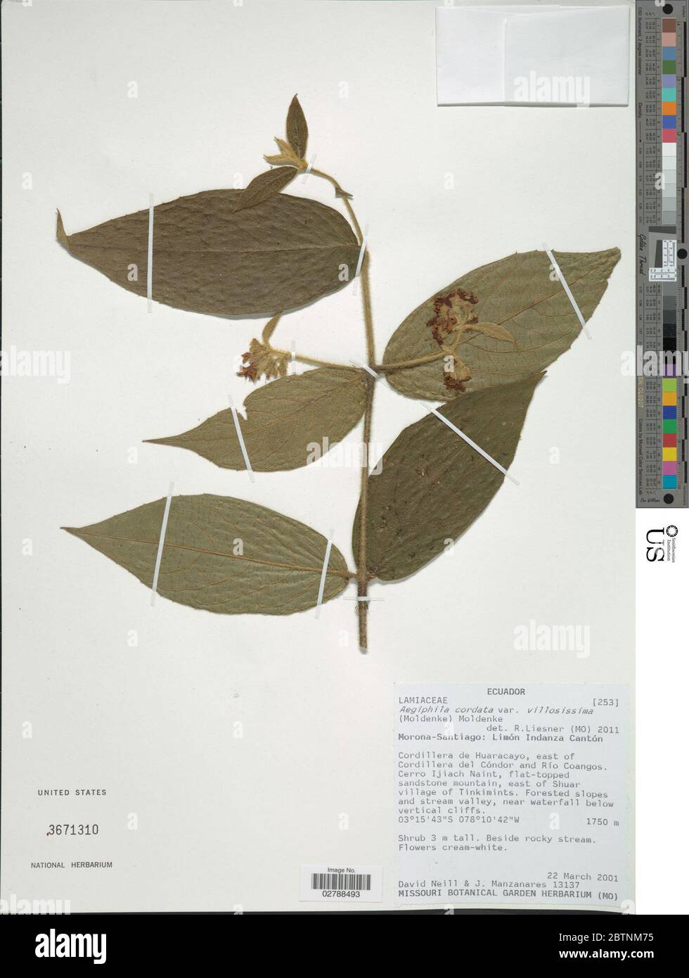Aegiphila cordata. Stock Photo