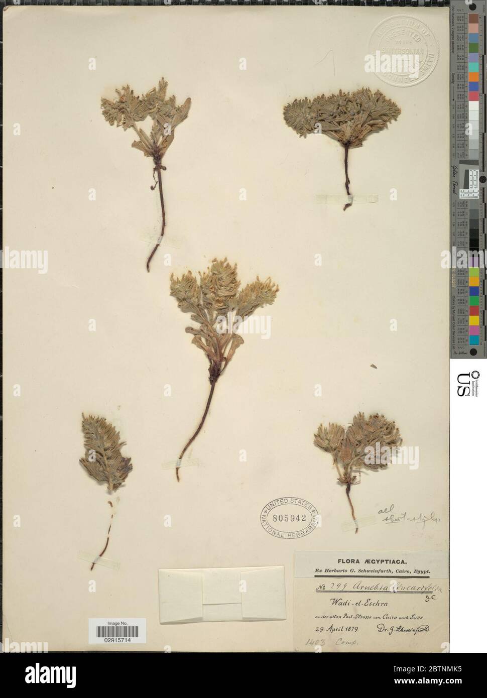 Arnebia linearifolia A DC. Stock Photo