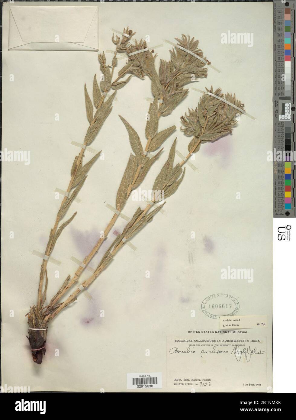 Arnebia euchroma IM Johnst. Stock Photo