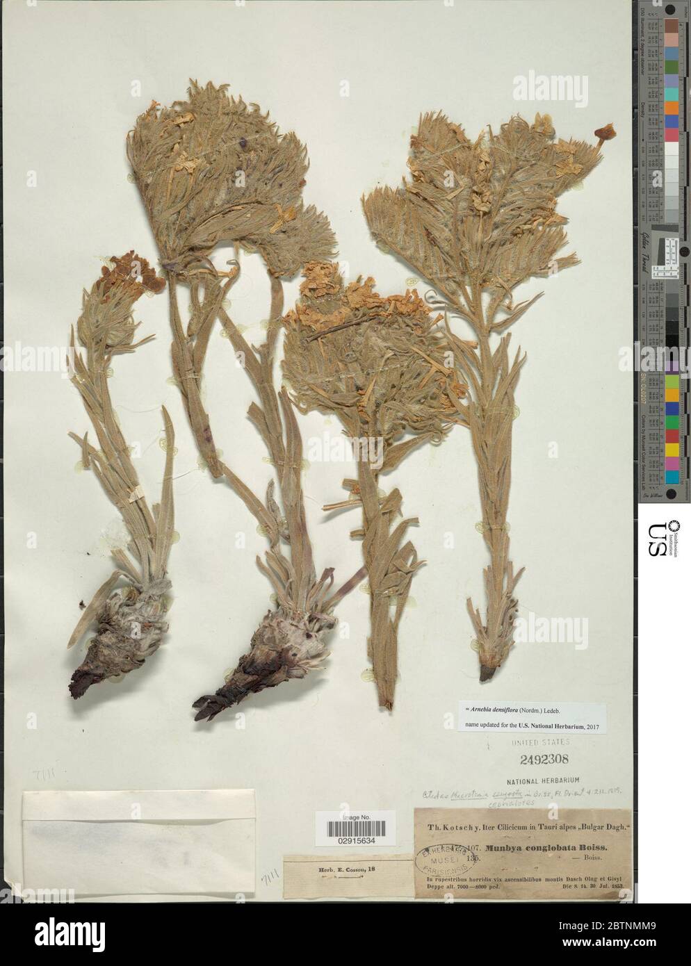 Arnebia densiflora Ledeb. Stock Photo