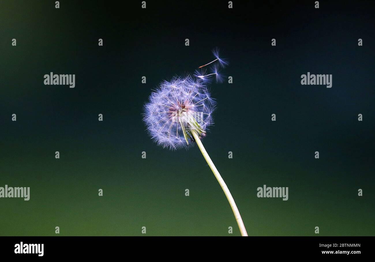 A dandelion spreads its seeds at Orangefield Park in east Belfast, Northern Ireland. Stock Photo