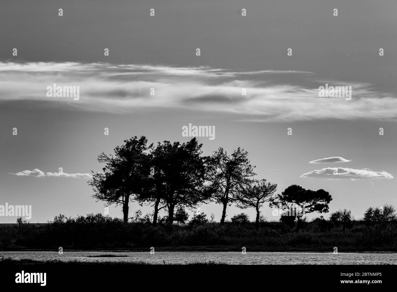 Black and white photo of silhouettes of six pine trees near the beach of Fanari village, Xanthi region of Northern Greece, late autumn afternoon. Scenery cloudy windy sky Stock Photo