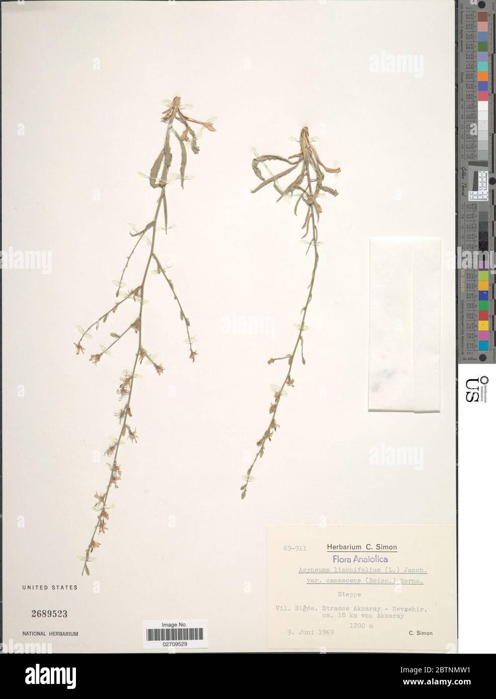Asyneuma limonifolium L Janch. Stock Photo